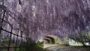 Тоннели из глицинии в парке Кавачи Фудзи-ен. Видео