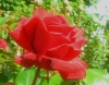 Сорта роз, названные в честь известных людей
