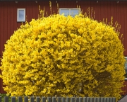 Форсайтия - кустарник с желтыми цветками
