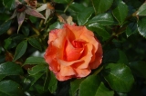Роза  "Apricola"