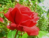 Сорта роз, названные в честь известных людей