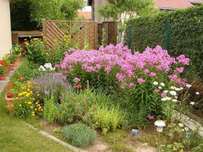 Высокие садовые цветы (50 фото) в дачном дизайне