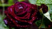 10 самых красивых сортов роз. Видео